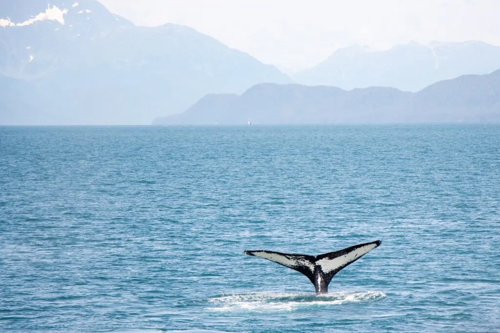 découvrez l'univers fascinant des baleines, ces majestueux géants marins. apprenez-en plus sur leurs comportements, migrations et l'importance de leur conservation dans nos océans.