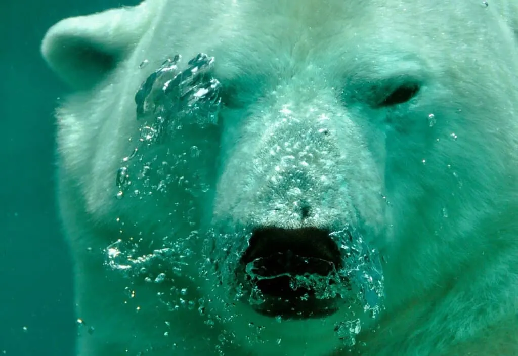 découvrez ce qu'est un marché baissier, ses caractéristiques, ses impacts sur l'économie et comment naviguer dans cette période de volatilité. apprenez à reconnaître les signes d'un bear market et les stratégies d'investissement pour limiter les pertes.