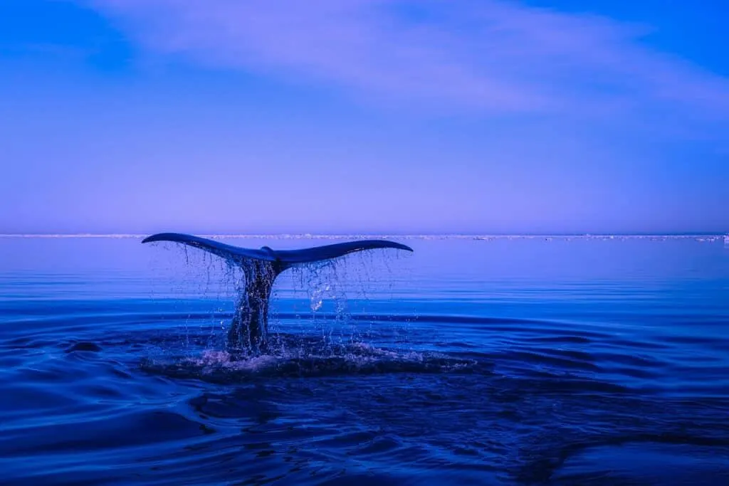 découvrez tout sur les baleines : leurs caractéristiques fascinantes, leur habitat naturel et leur rôle crucial dans l’écosystème marin. plongez dans l’univers des plus grands mammifères du monde.