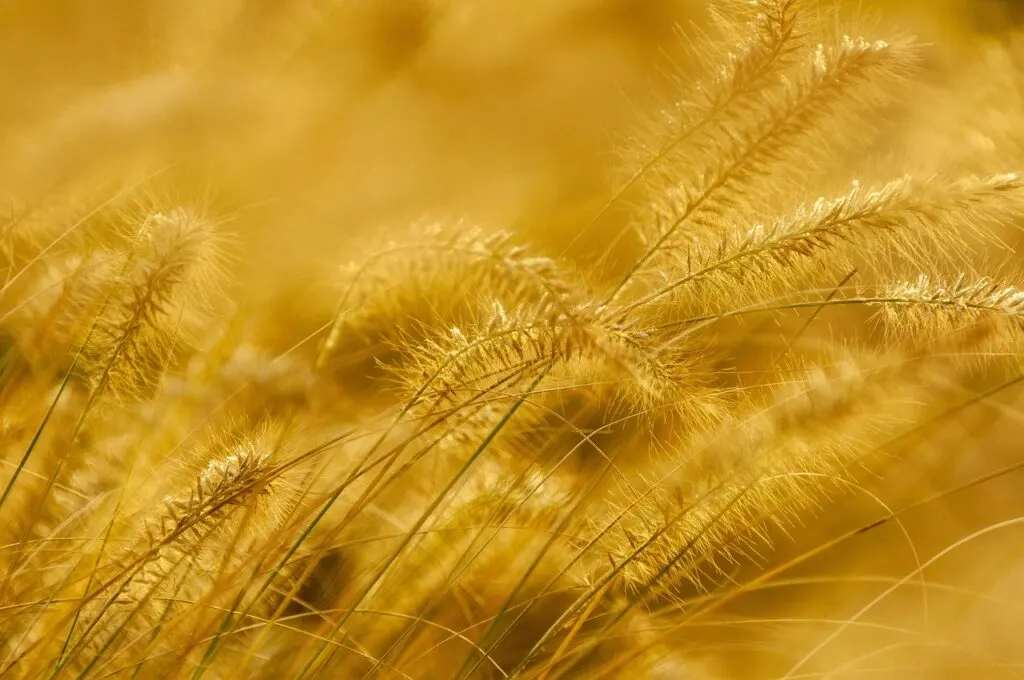 découvrez tout ce qu’il faut savoir sur l’or : histoire, utilisation, valeur actuelle et conseils pour investir dans ce métal précieux incontournable.