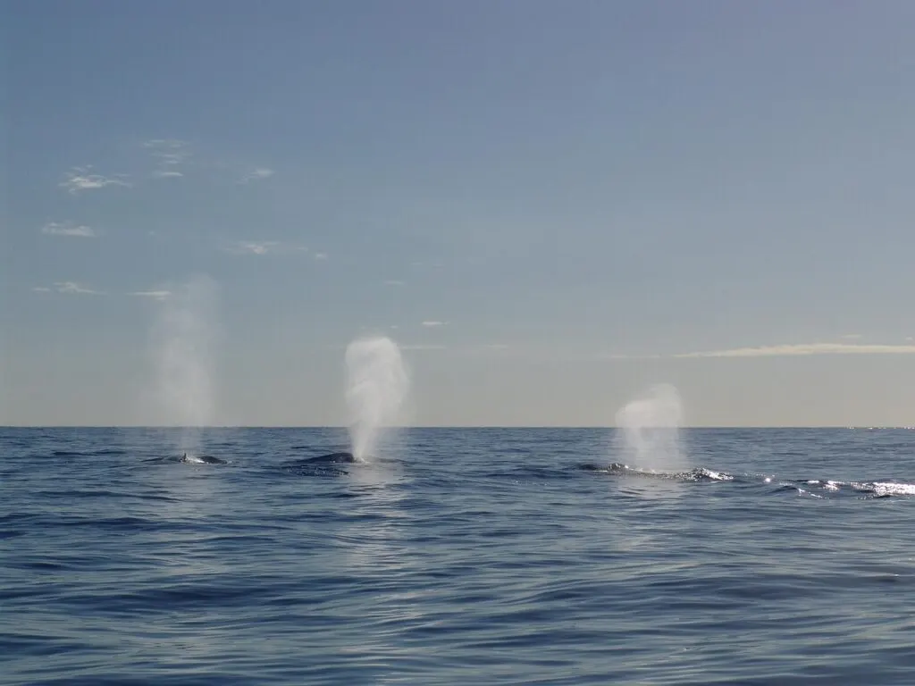 analyse de l'accumulation des bitcoins par les baleines : découvrez les tendances et impacts des gros investisseurs sur le marché crypto.
