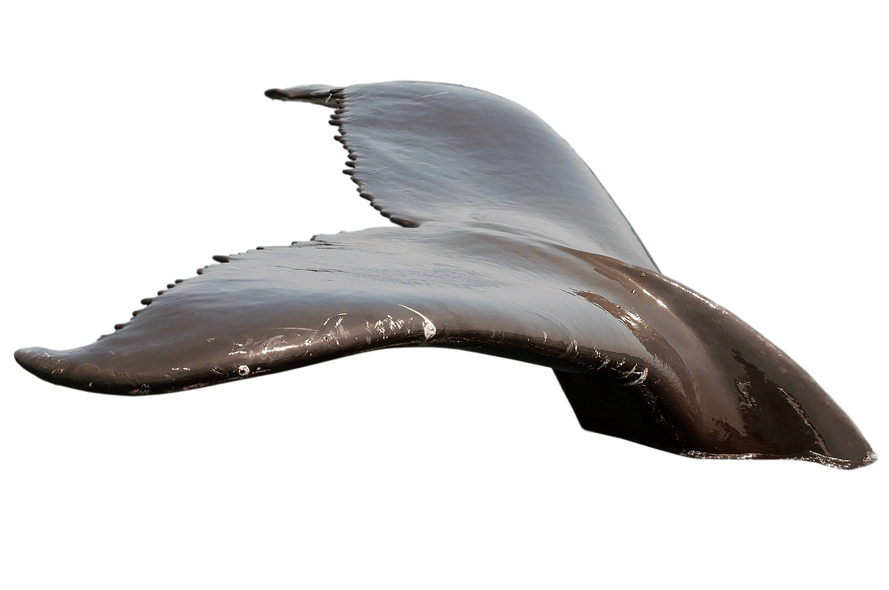 découvrez le monde fascinant des baleines, ces incroyables mammifères marins. apprenez-en davantage sur leur habitat, leur comportement et les menaces qui pèsent sur leur survie. plongez dans l'univers des baleines et explorez leur rôle essentiel dans l'écosystème océanique.